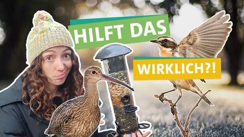 In der linken Bildhälfte schaut Ökocheckerin Lea Spraul fragend in die Kamera. Mittig sind zwei Vögel sowie ein Fütterungsbehälter für Vogelfutter abgebildet. Davor steht "HILFT DAS" "WIRKLICH?!" geschrieben, jeweils unterlegt von farbigen Bändern. Im Hintergrund ist eine verschwommene Naturlandschaft zu erkennen.