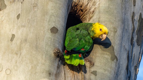 Diese Gelbkopfamazone (Amazona oratrix) lebt in Stuttgart statt Mexiko: Der Papagei ist eigentlich kein Wintervogel. Er ist trotzdem seit fast 40 Jahren in Baden-Württembergs Haupstadt heimisch geworden und schützt sich vor Kälte.  