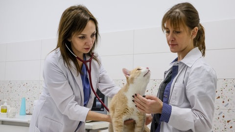 Eine Katze wird von einer Tierärztin untersucht.