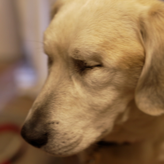 Blinder Hund ohne Augen