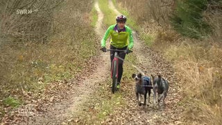 Dogscooter: Der rasante Sport mit Schlittenhunden