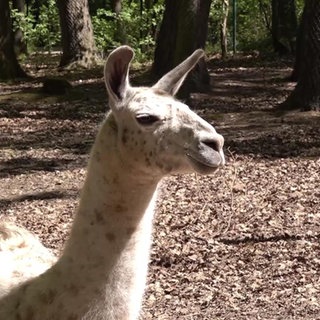 Tierpark