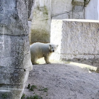 Eisbär Mika steht in seinem Gehege im Karlsruher Zoo.