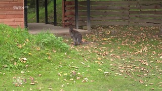 Kängeru im Tiergarten