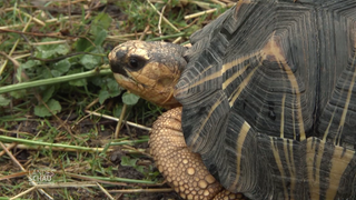 Schildkröte