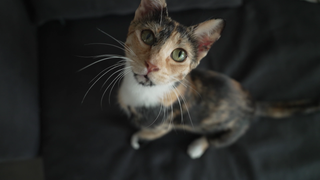 Katze