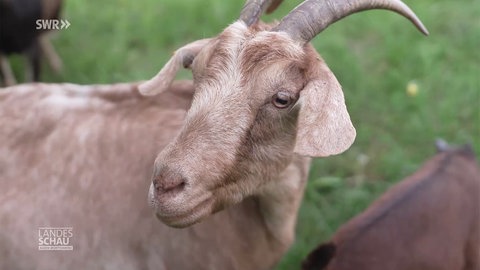 Ziege