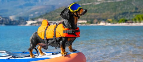 Dackel steht auf einem Stand Up Paddle und trägt eine Schwimmweste und eine Sonnenbrille. Wir empfehlen 10 schöne Hundestrände in Baden-Württemberg zum Baden mit Hund.
