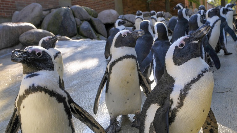 Pinguine in der Wilhelma in Stuttgart