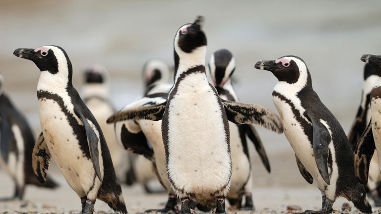 Eine Gruppe Brillenpinguine stehen am Strand. Einer schüttelt sich.