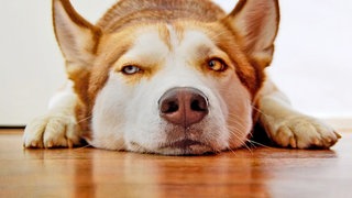 Ein Hund liegt gemütlich auf Parkettboden und blickt in die Kamera. Sitz-Platz-Aus: der SWR1 Hunderatgeber mit Annett Lorisz. 