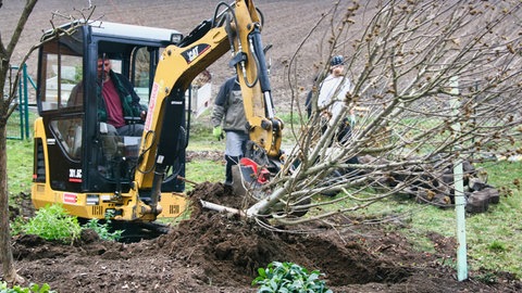 Ein Bagger bei Pflanzarbeiten im Garten