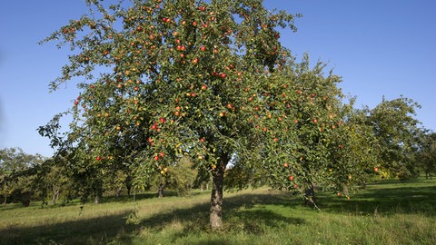 Streuobst im Kraichgau: Ein Früchte tragender Apfelbaum steht auf einer Streuobstwiese.