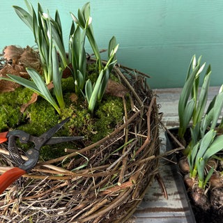 Nest mit Winterblühern