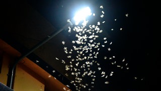 Eine helle Straßenlaterne wird von Insekten in der Nacht umflogen. Die Lichtverschmutzung hat große Auswirkungen auf Tiere.