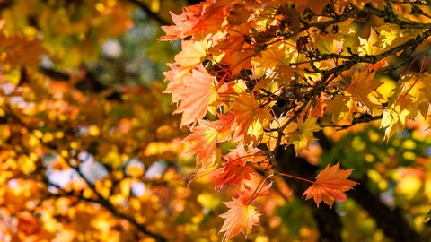 Nahaufnahme von leuchtend orangefarbenen und gelben Ahornblättern, die von warmem Herbstsonnenlicht hinterleuchtet werden | Förster Peter Wohlleben erklärt warum der Herbst im Wald so gut tut