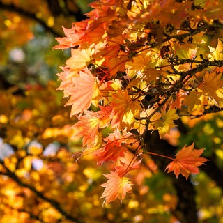 Nahaufnahme von leuchtend orangefarbenen und gelben Ahornblättern, die von warmem Herbstsonnenlicht hinterleuchtet werden | Förster Peter Wohlleben erklärt warum der Herbst im Wald so gut tut