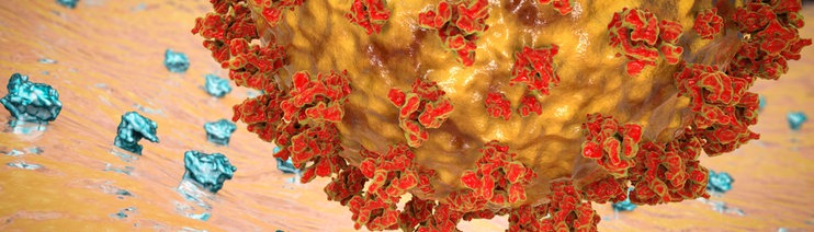 Coronavirus bindet an Rezeptor 