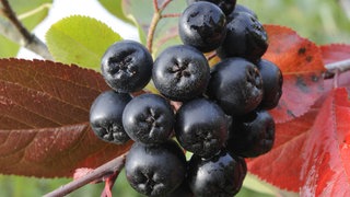 Eine Handvoll Aroniabeeren hängen an einem Strauch