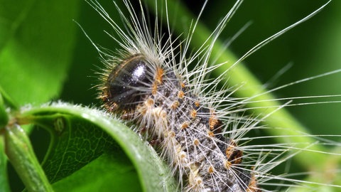 Eichenprozessionsspinner: Die Härchen der Raupe können zu starkem Ausschlag auf der Haut führen. Im Bild sitzt eine Raupe mit vielen Brennhaaren auf einem grünen Blatt.