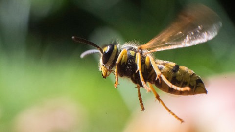 Wespen vertreiben und am Nestbau hindern: Eine Wespe im Flug