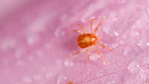 Grasmilbe (auch Erntemilbe oder Herbstmilbe): Nahaufnahme des Spinnentiers. Die Bisse seiner Larven können einen starken Juckreiz hervorrufen.