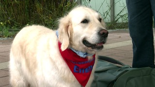 Golden Retriever Emma ist ein Therapiehund im Krankenhaus