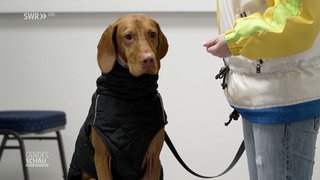 Kranker Hund