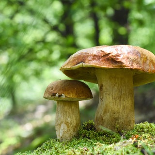 Pilze im Wald