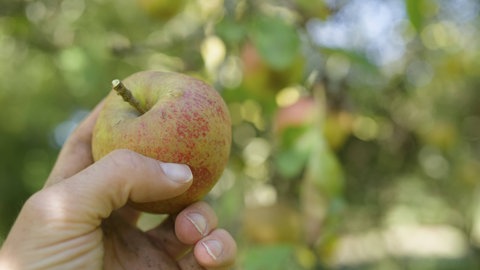Der Apfel Boskoop ist freundlicher für Allergiker.