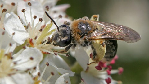 Eine Biene sucht auf den weißen Blüten einer Aroniapflanze nach Nektar.