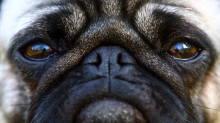 Sitz Platz Aus: Der SWR1 Hunderatgeber: Ein Mops guckt traurig in die Kamera