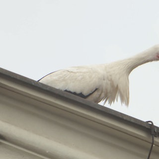 Storch