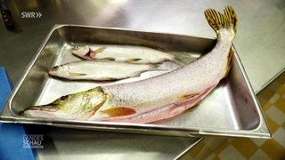 Fisch