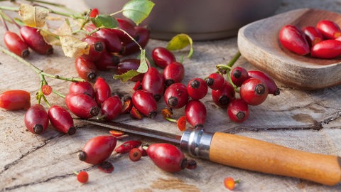 Hagebutten enthalten viel Vitamin C und lassen sich vielfältig verarbeiten.