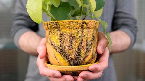 Minze im Topf wird als Geschenk überreicht: Die Triebe der Pflanze, egal welche Sorte, kann man problemlos im Garten abschneiden und einem Topf einpflanzen - etwa als Präsent für Freunde und Verwandte.