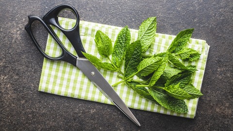 Frisch geerntete Minze aus dem Garten auf eunem Schneidebrett neben einer Schere: Die Sorten des aromatischen Krautes bieten Geschmacksfülle.