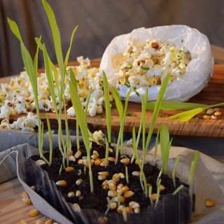 Popcorn-Sprossen