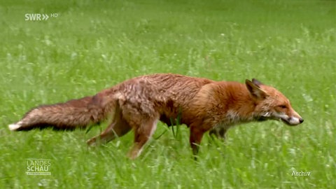 Fuchs