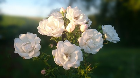 Fotobeispiel: Rosen mit unscharfem Hinterrund
