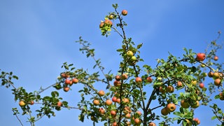 Apfelbäume auf einer Streuobstwiese | Südpfälzer Obstbauer fühlt sich machtlos gegen Diebe