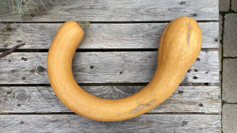 Die Top 5 der leckersten Kürbisse: Trombolino
