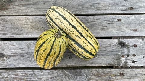 Die Top 5 der leckersten Kürbisse: Bush Delicata