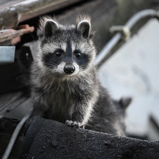 Ein junger Waschbär schaut von einem Dach herunter.
