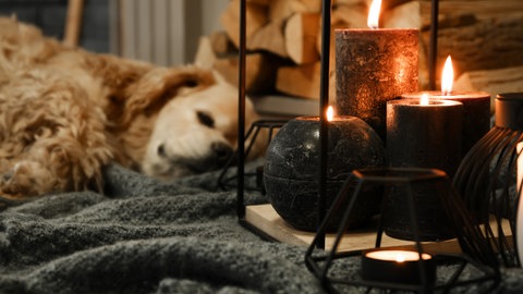 Hund mit Kerzen