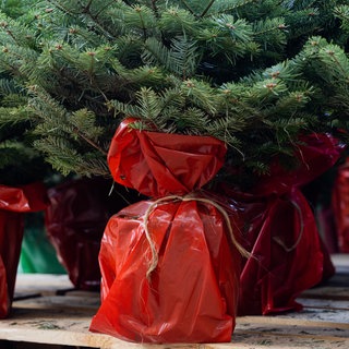Weihnachtsbäume mit Wurzeln im Topf gibt es auch in Baumärkten. Später kann man den Baum im Garten einpflanzen. | So könnt ihr einen Weihnachtsbaum vom Topf in den Garten auswildern