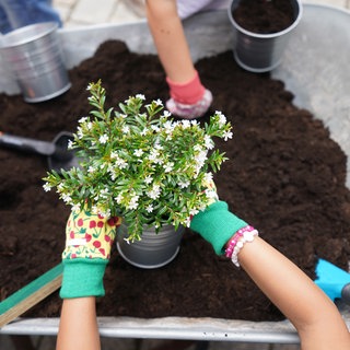 Im Frühling fangen viele Menschen an, Balkon und Garten zu bepflanzen.
