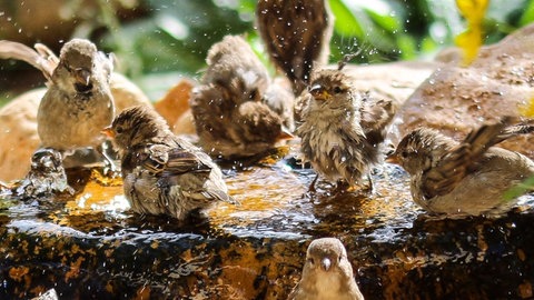 Ein naturnaher Garten ist meist wunderschön, klimafit und ökologisches wertvoll.