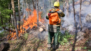 So verringert ihr die Waldbrandgefahr bei Trockenheit