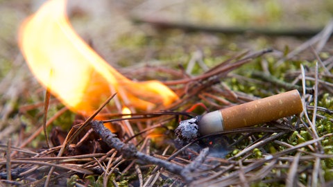 So verringert ihr die Waldbrandgefahr bei Trockenheit